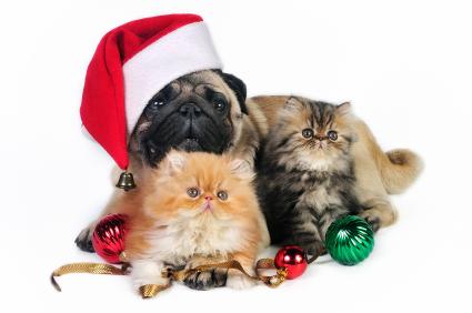 christmas-pet-photography.jpg